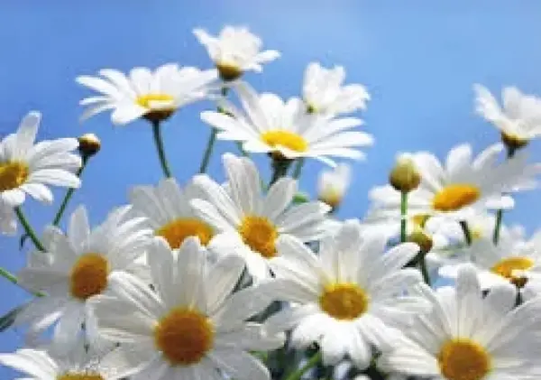 عکس گل بابونه المانی