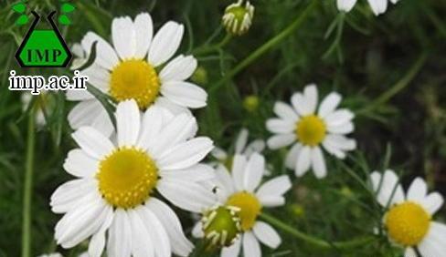 عکس گل بابونه المانی