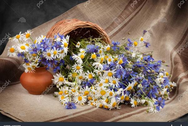 عکس گل بابونه المانی