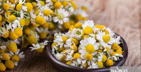 عکس گل بابونه المانی