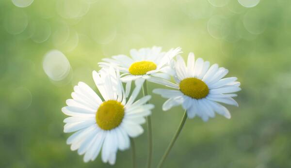 عکس گل بابونه المانی