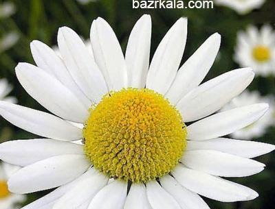 عکس گل بابونه المانی