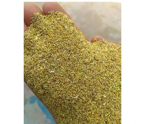 عکس گل بابونه المانی