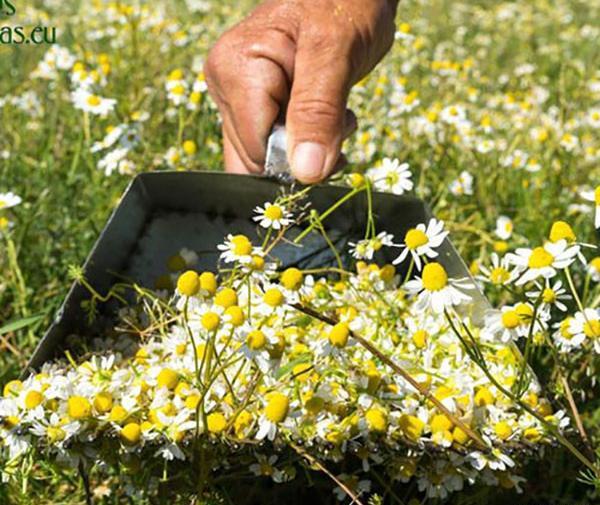 عکس گل بابونه المانی