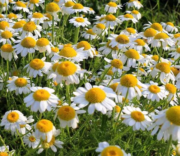 عکس گل بابونه المانی