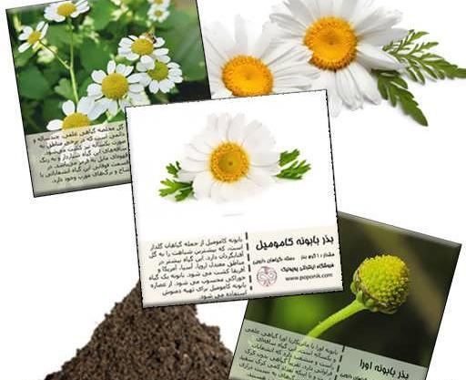 عکس گل بابونه المانی