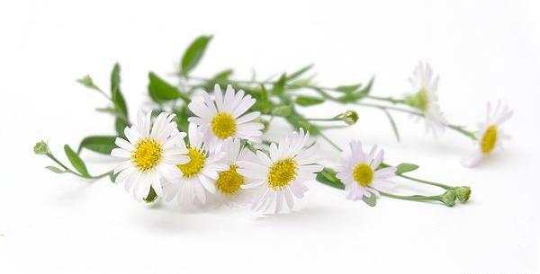عکس گل بابونه المانی