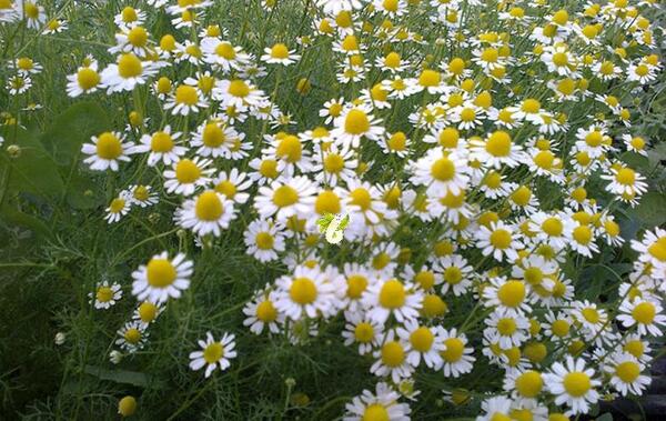 عکس گل بابونه المانی