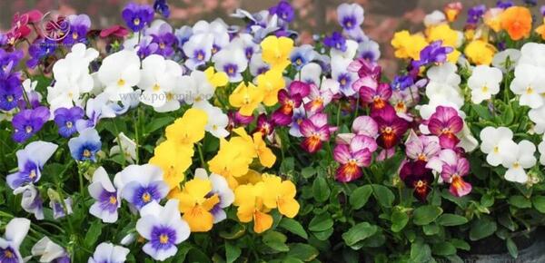 عکس گل بنفشه زیبا