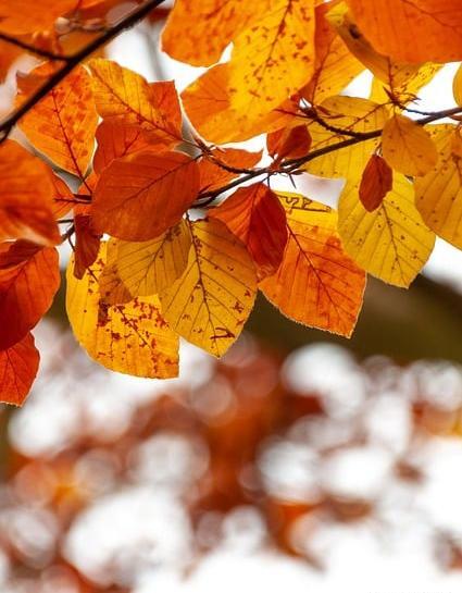 عکس های از طبیعت پاییزی