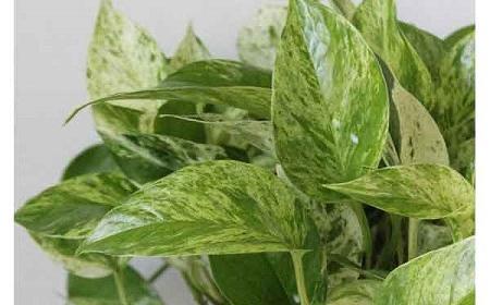 عکس گل های آپارتمانی همراه با اسم