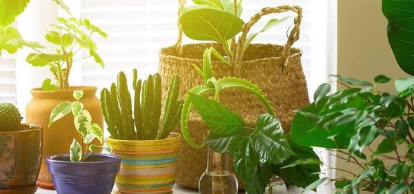 عکس گل های آپارتمانی همراه با اسم