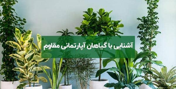 عکس گل های آپارتمانی همراه با اسم