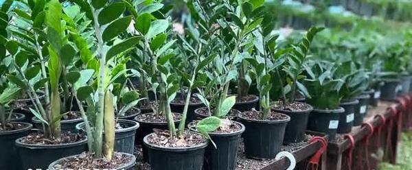 عکس گل های آپارتمانی همراه با اسم