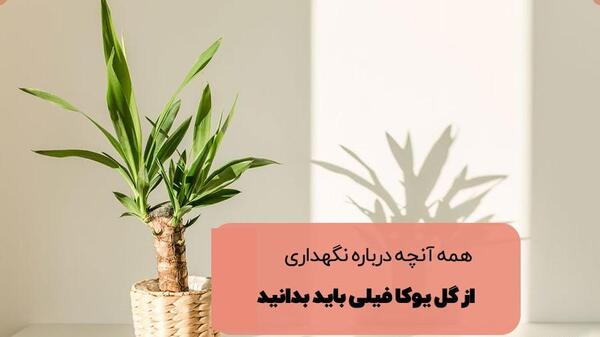 عکس گل آپارتمانی یوکا