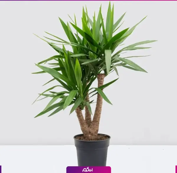 عکس گل آپارتمانی یوکا