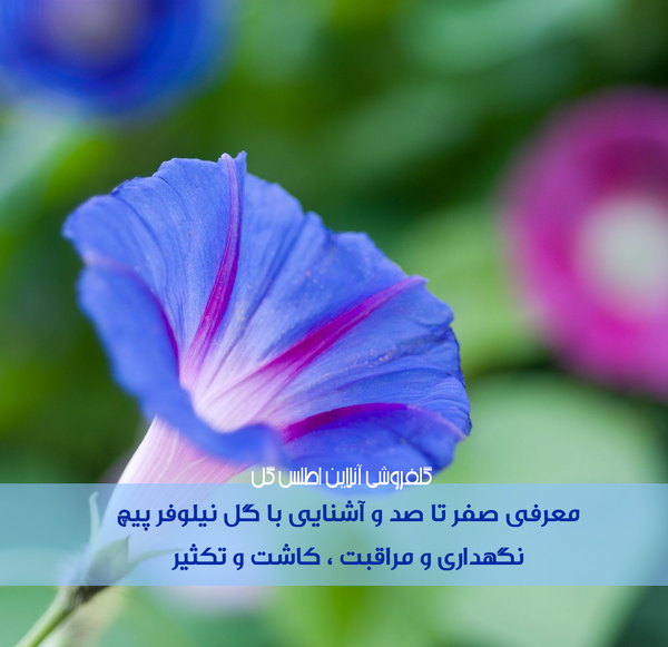 عکس گل نیلوفر پیچک