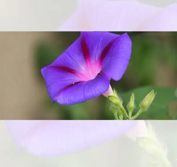 عکس گل نیلوفر پیچک