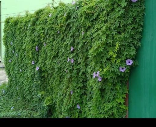 عکس گل نیلوفر پیچک