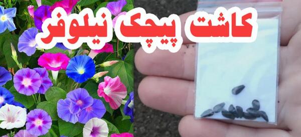 عکس گل نیلوفر پیچک