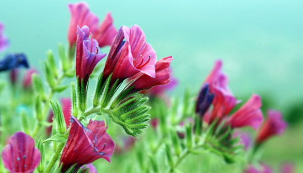عکس گل گاوزبان وحشی