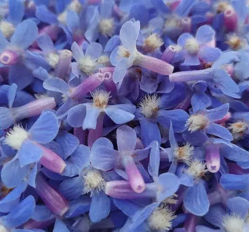 عکس گل گاوزبان وحشی