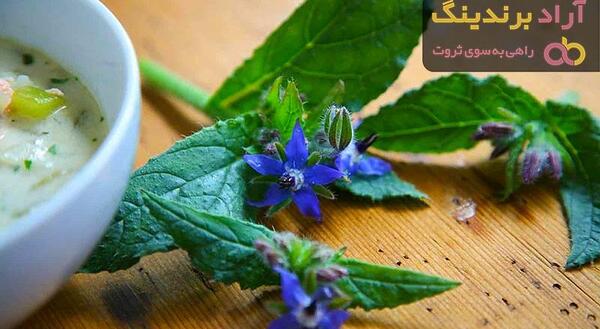 عکس گل گاوزبان وحشی