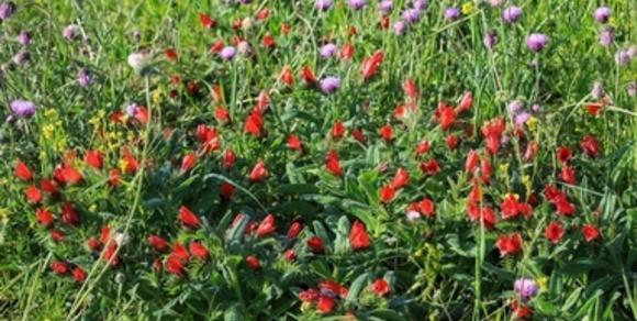 عکس گل گاوزبان وحشی