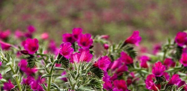 عکس گل گاوزبان وحشی