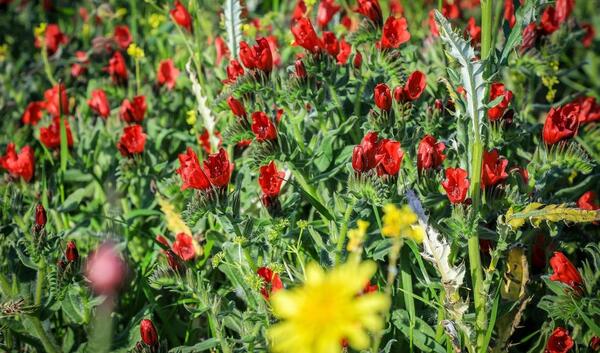 عکس گل گاوزبان وحشی