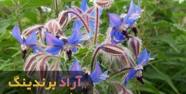 عکس گل گاوزبان وحشی