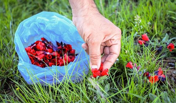 عکس گل گاوزبان وحشی