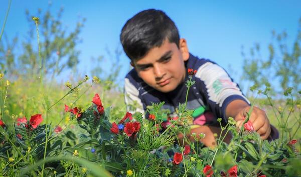 عکس گل گاوزبان وحشی