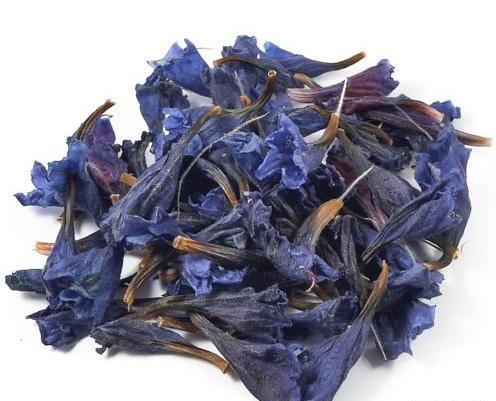 عکس گل گاوزبان وحشی
