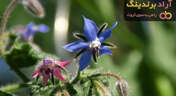 عکس گل گاوزبان وحشی