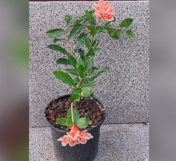 عکس گل انار زینتی