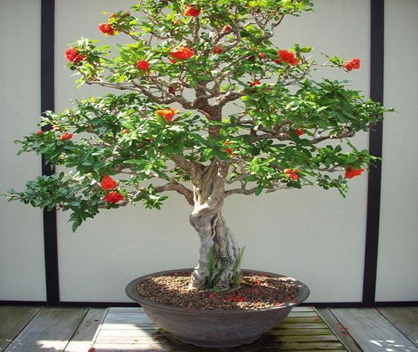 عکس گل انار زینتی