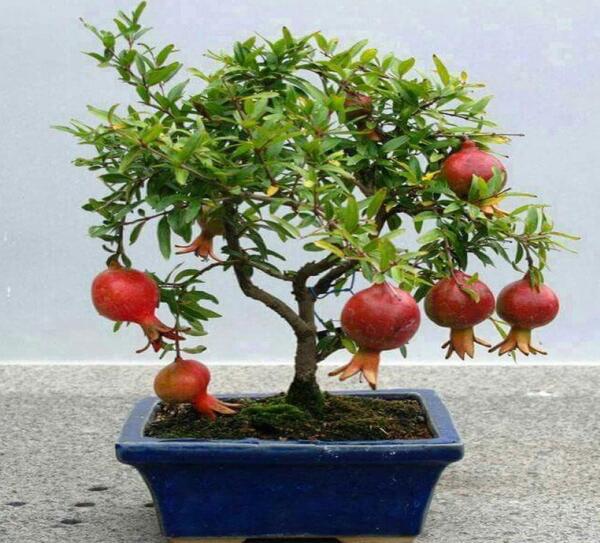 عکس گل انار زینتی