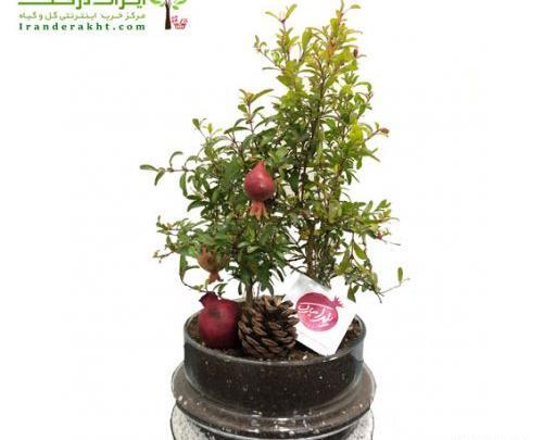 عکس گل انار زینتی