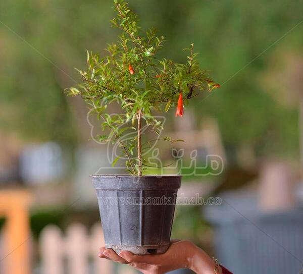 عکس گل انار زینتی