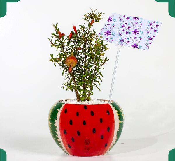 عکس گل انار زینتی