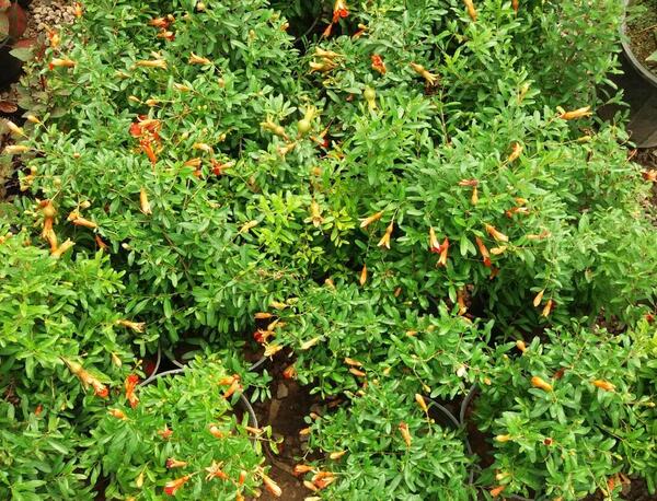 عکس گل انار زینتی