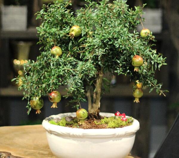 عکس گل انار زینتی