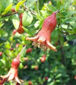 عکس گل انار زینتی