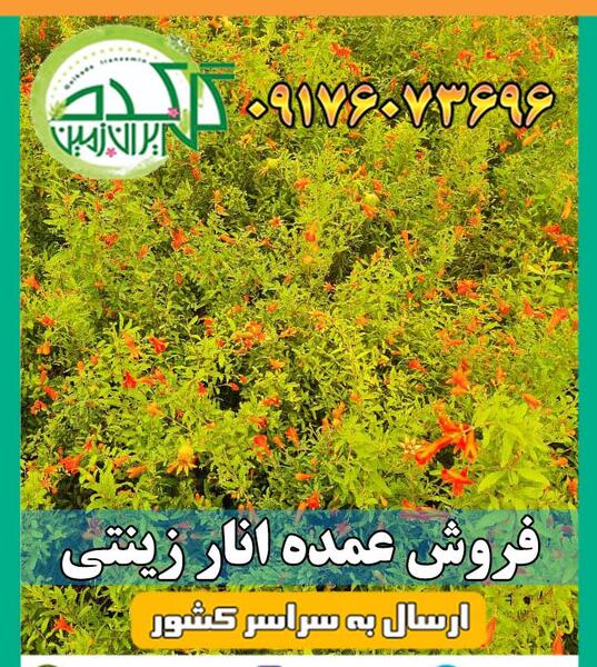 عکس گل انار زینتی