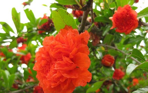 عکس گل انار زینتی