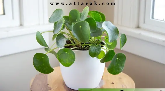عکس گل پول چینی