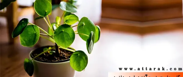 عکس گل پول چینی