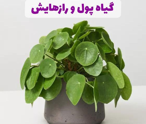عکس گل پول چینی