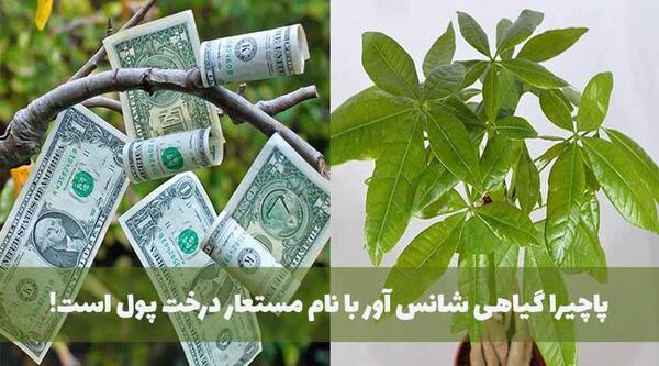 عکس گل پول چینی